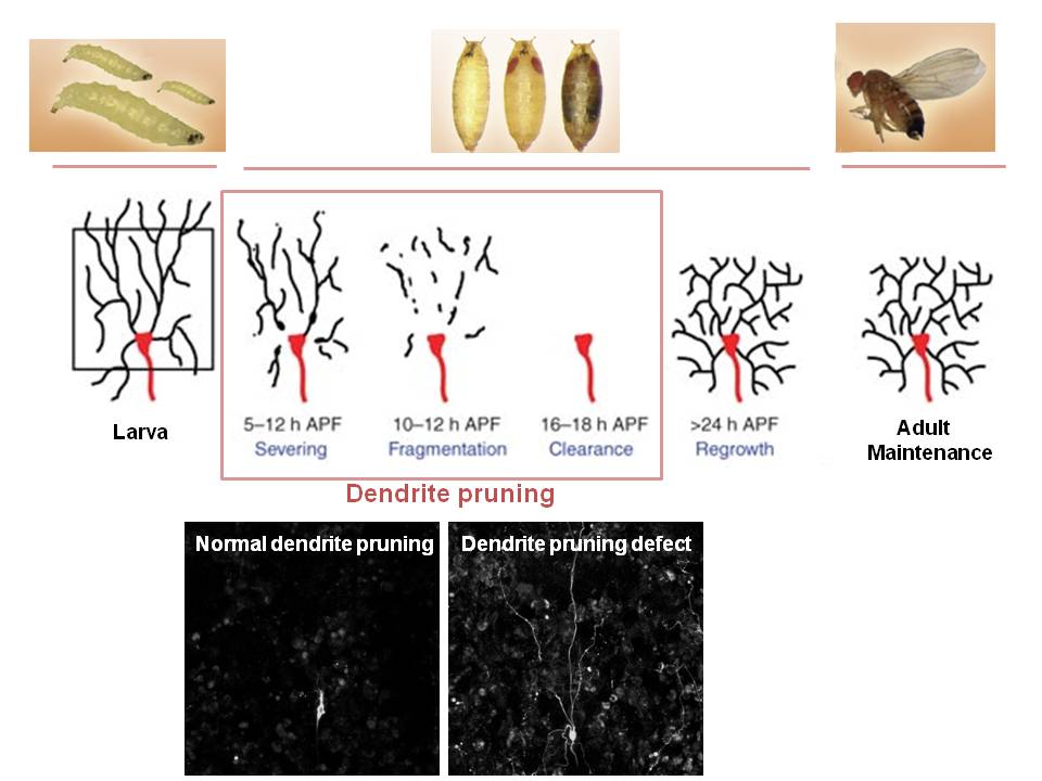 Neuronal maintenance and remodeling